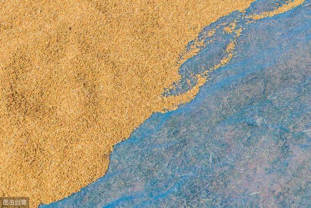 水稻的种植方法