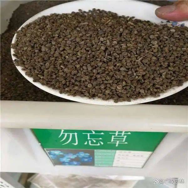 勿忘我种子种植方法