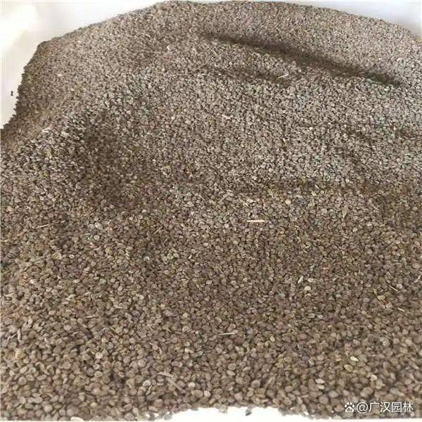 勿忘我种子种植方法