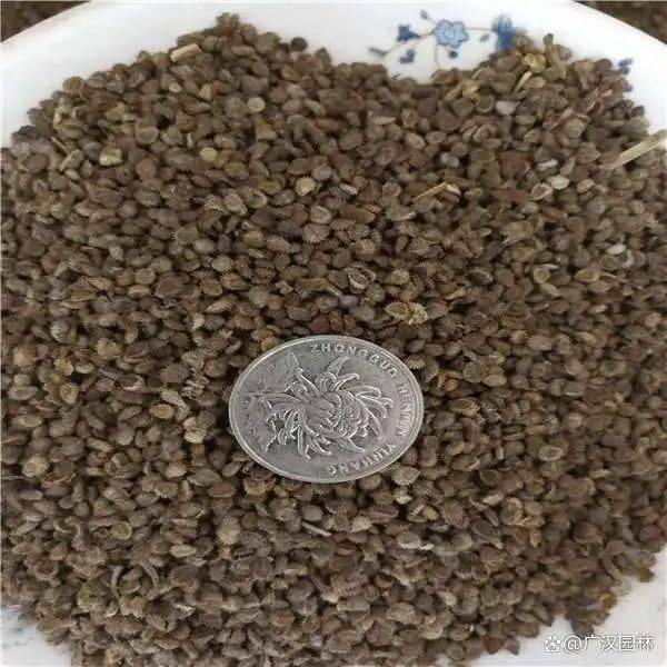 勿忘我种子种植方法