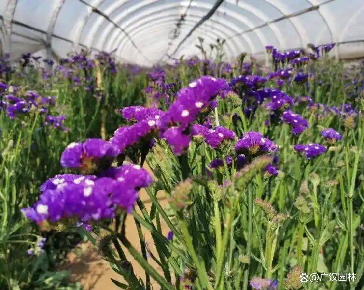 勿忘我种子种植方法