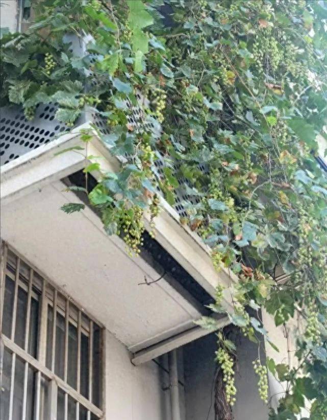 The method of planting the raisins on the balcony