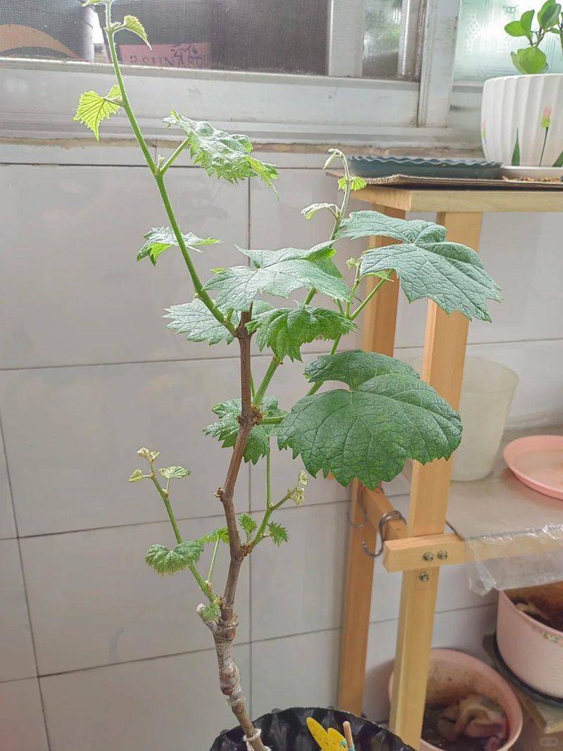 The method of planting the raisins on the balcony