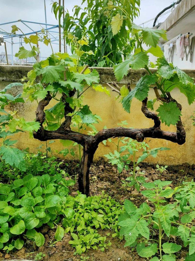 The method of planting the raisins on the balcony