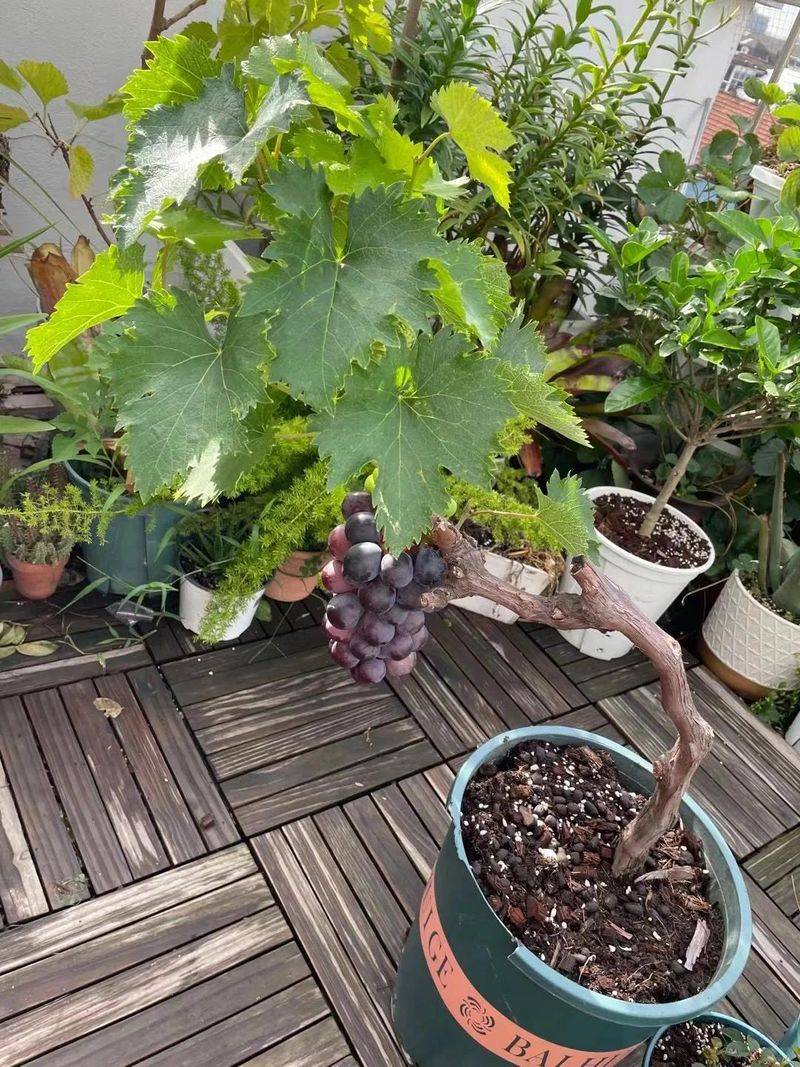 The method of planting the raisins on the balcony