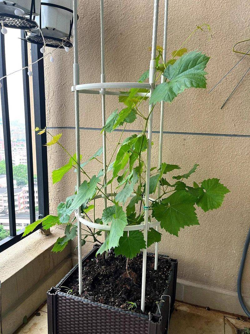 The method of planting the raisins on the balcony