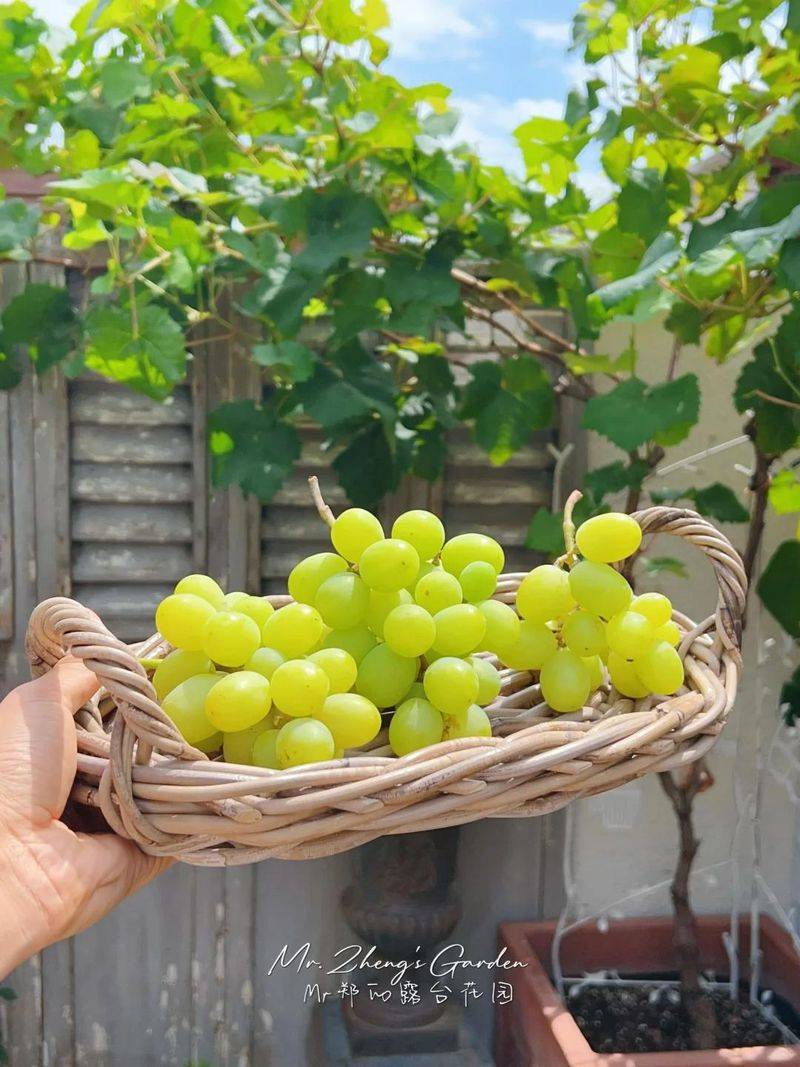 The method of planting the raisins on the balcony