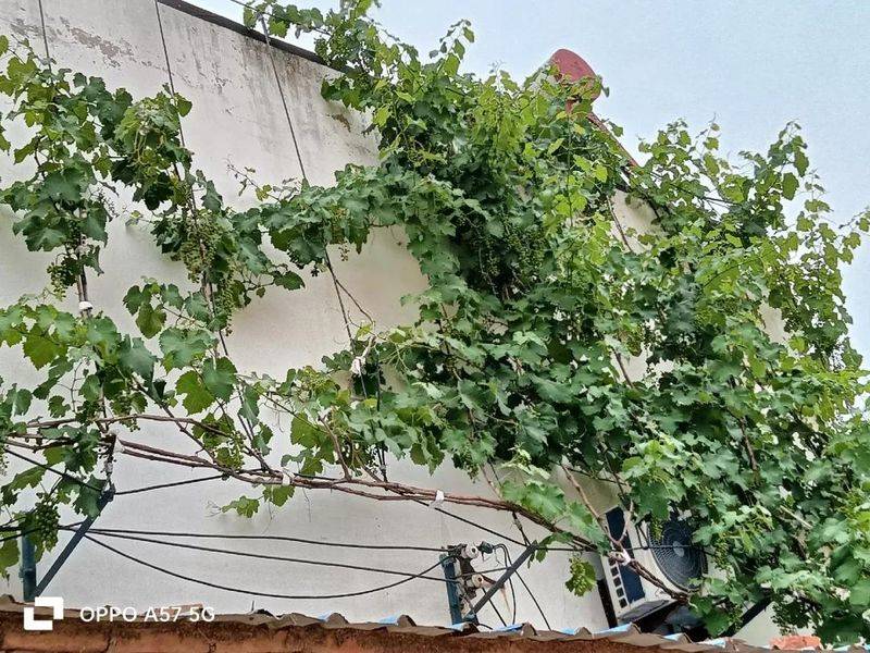 The method of planting the raisins on the balcony