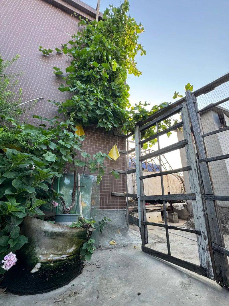The method of planting the raisins on the balcony