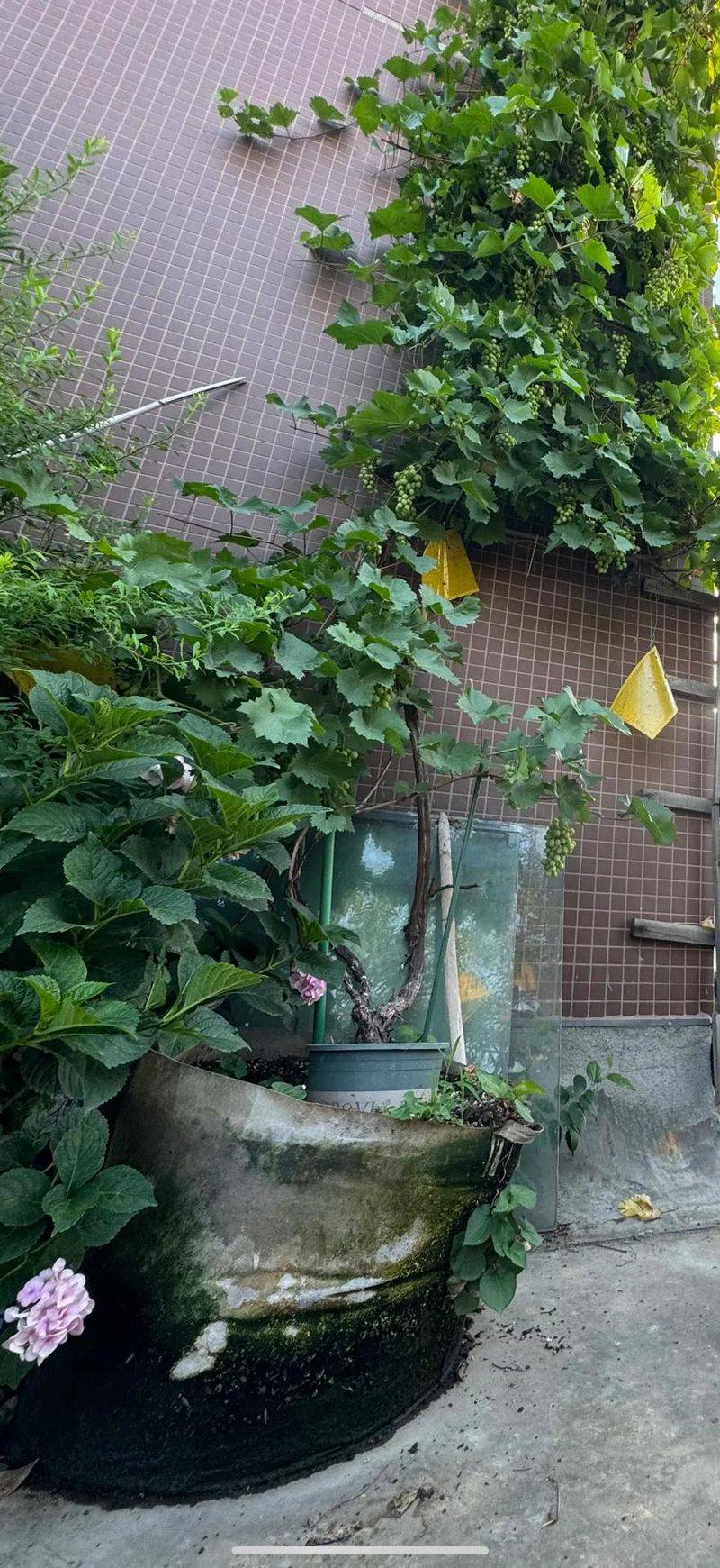 The method of planting the raisins on the balcony