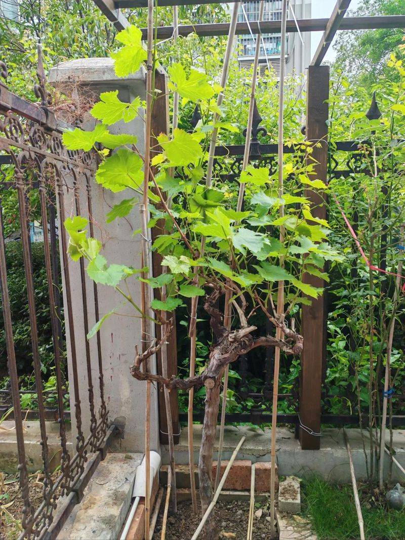 The method of planting the raisins on the balcony