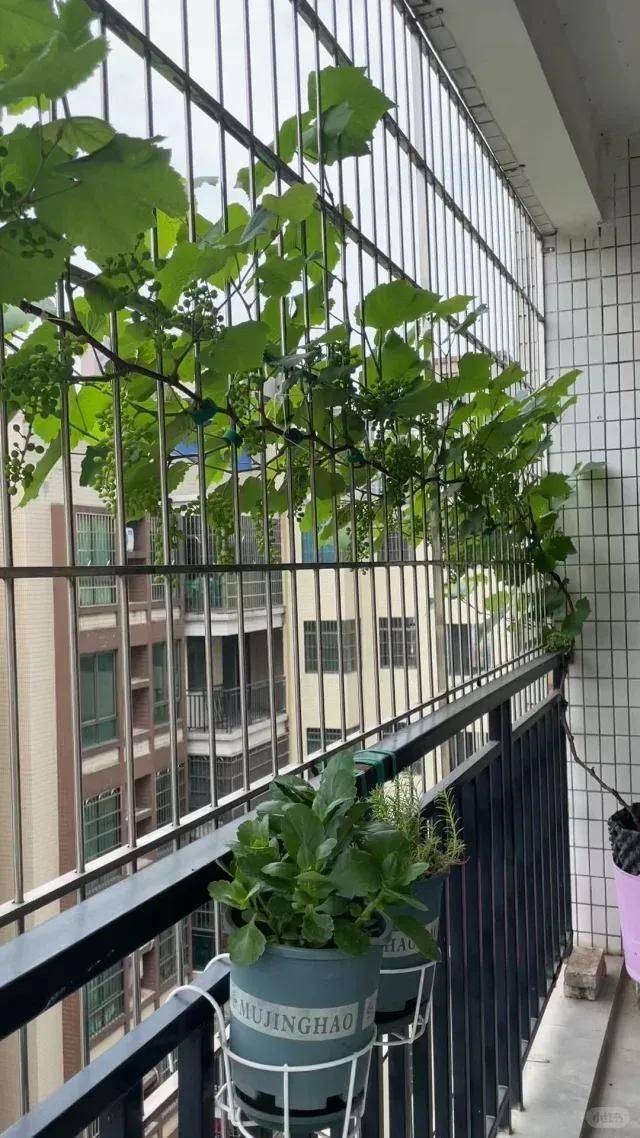 The method of planting the raisins on the balcony