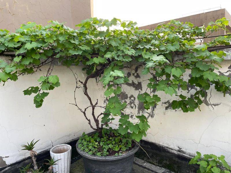 The method of planting the raisins on the balcony