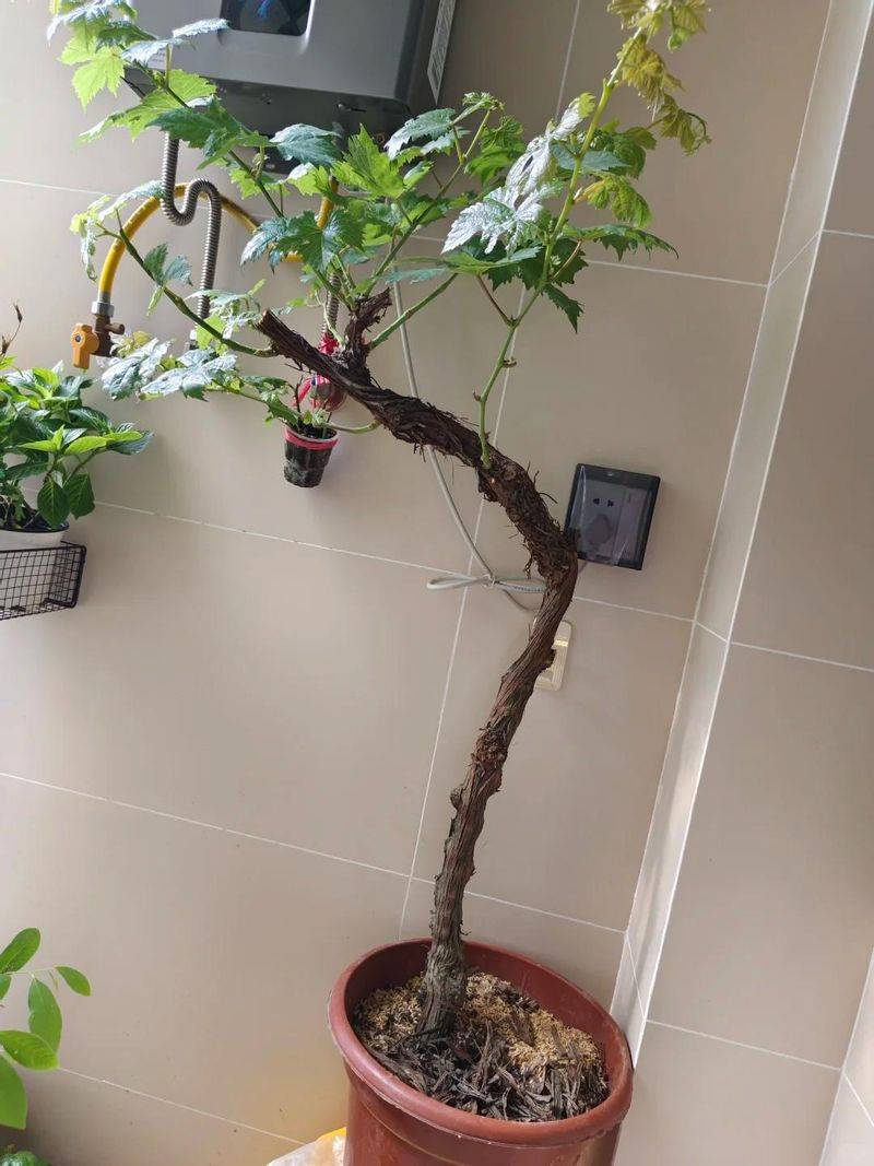 The method of planting the raisins on the balcony