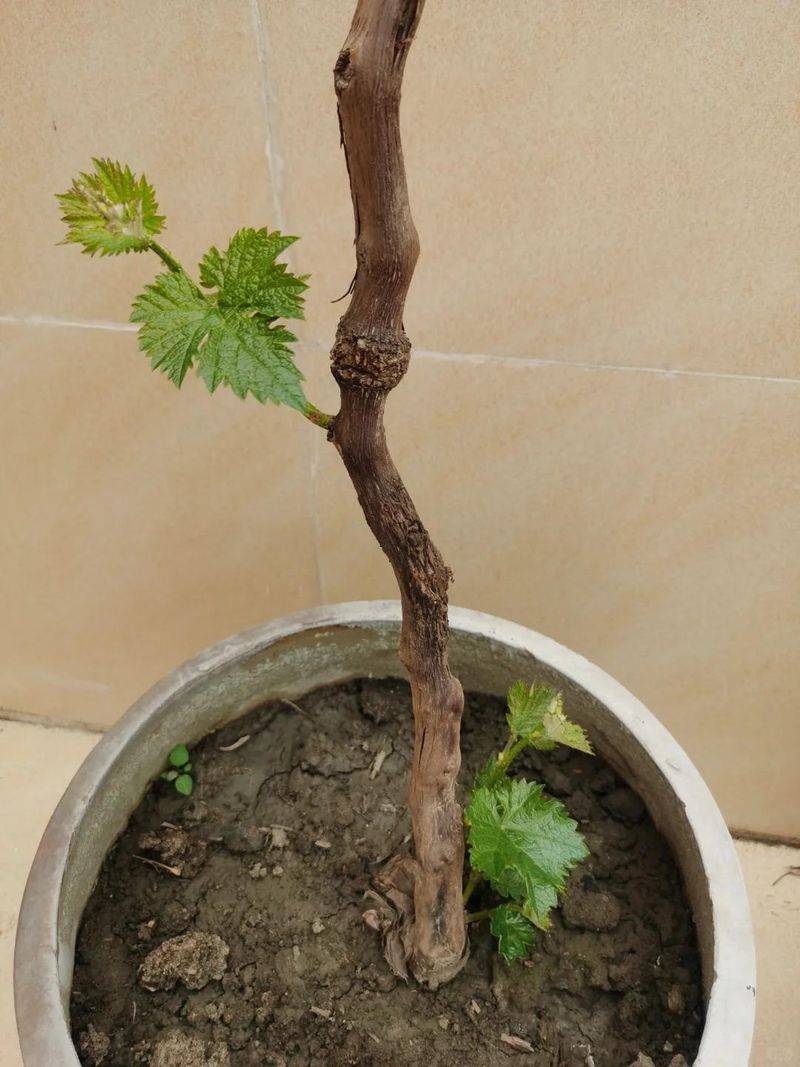 The method of planting the raisins on the balcony