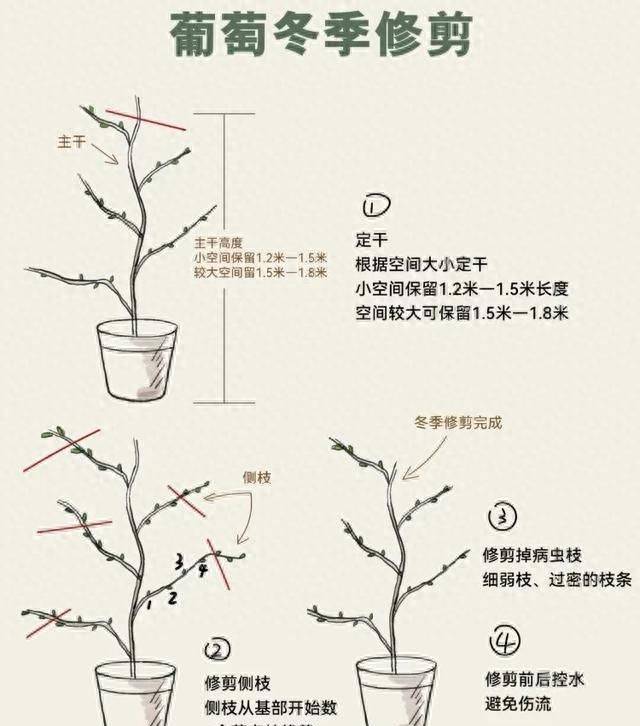 The method of planting the raisins on the balcony