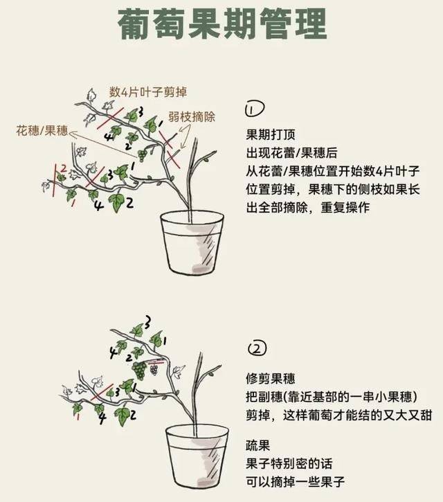 The method of planting the raisins on the balcony