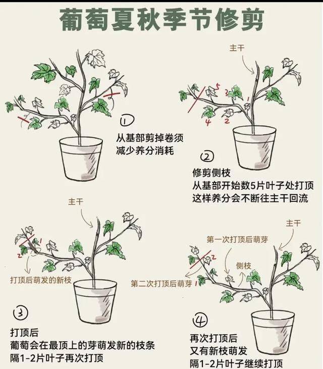 The method of planting the raisins on the balcony