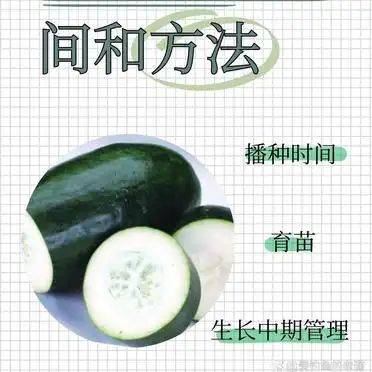 小东瓜种植技术