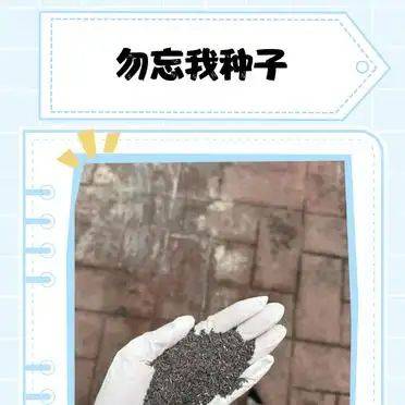 勿忘我种子种植方法