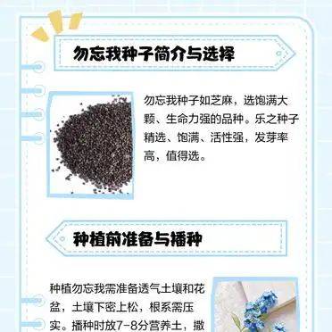 勿忘我种子种植方法
