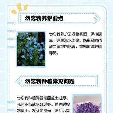 勿忘我种子种植方法