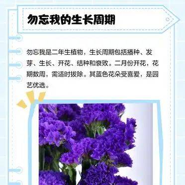 勿忘我种子种植方法