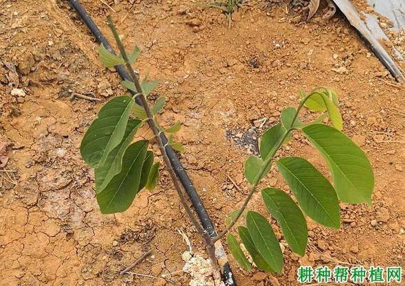 Technology for the cultivation of pyramid branches