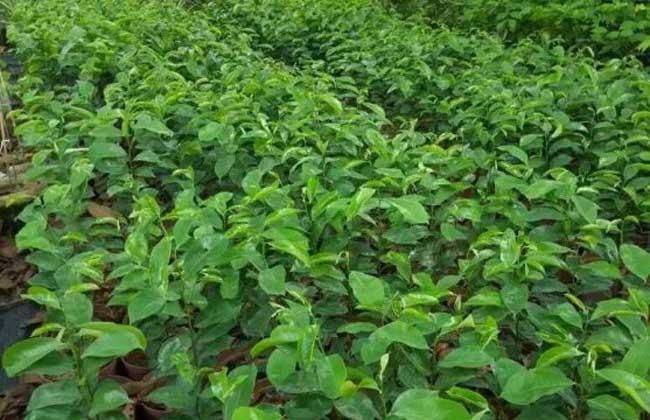 Technology for the cultivation of pyramid branches