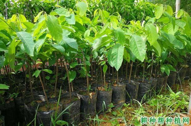 Technology for the cultivation of pyramid branches