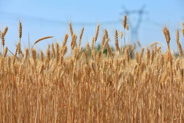 A video of a melon growing technique