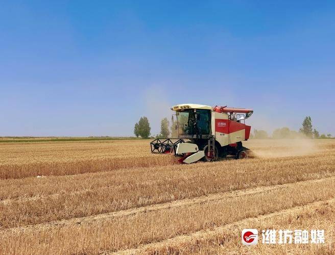 A video of a melon growing technique