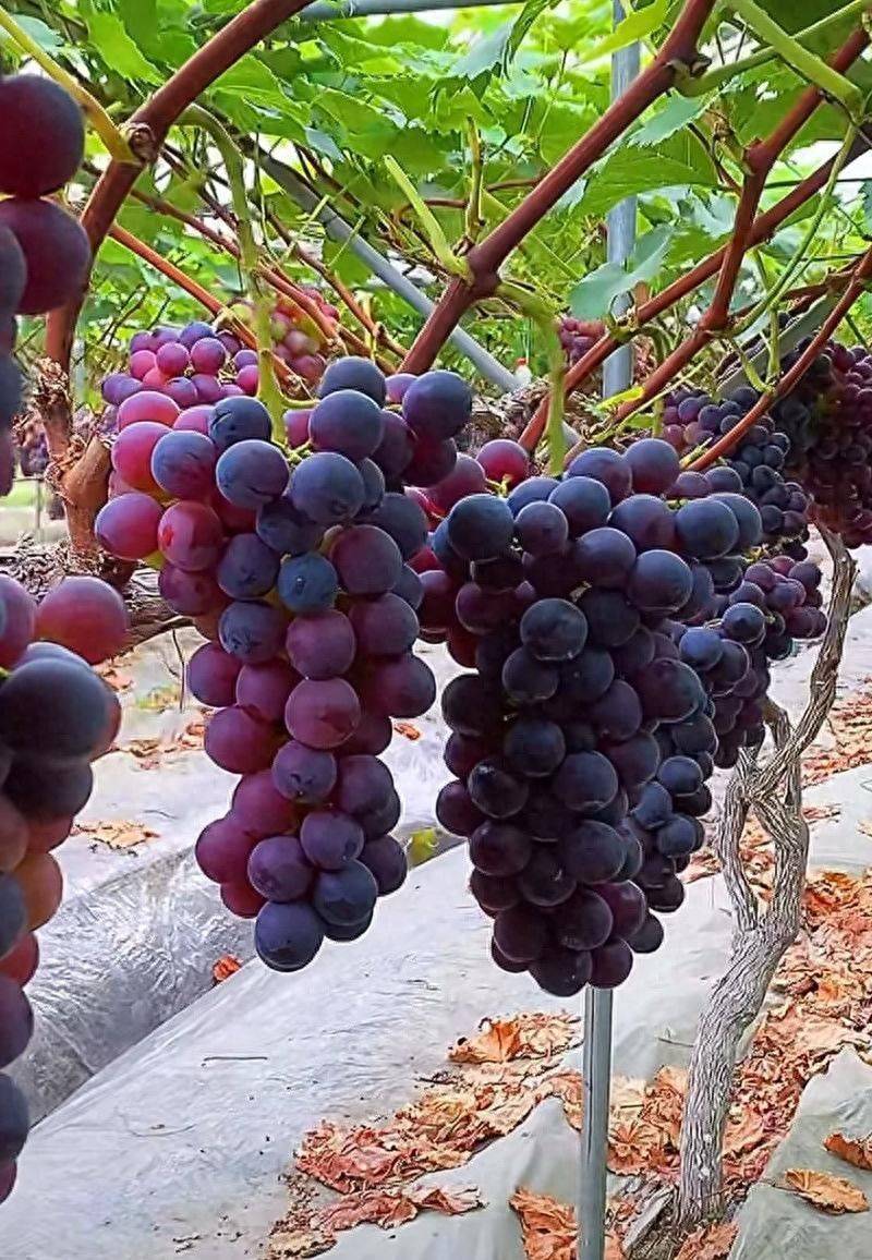 阳台葡萄树的种植方法