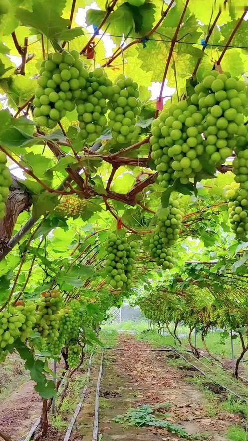 阳台葡萄树的种植方法