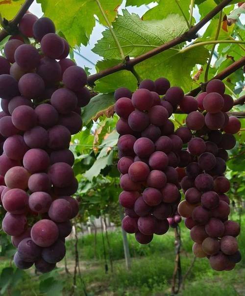 阳台葡萄树的种植方法