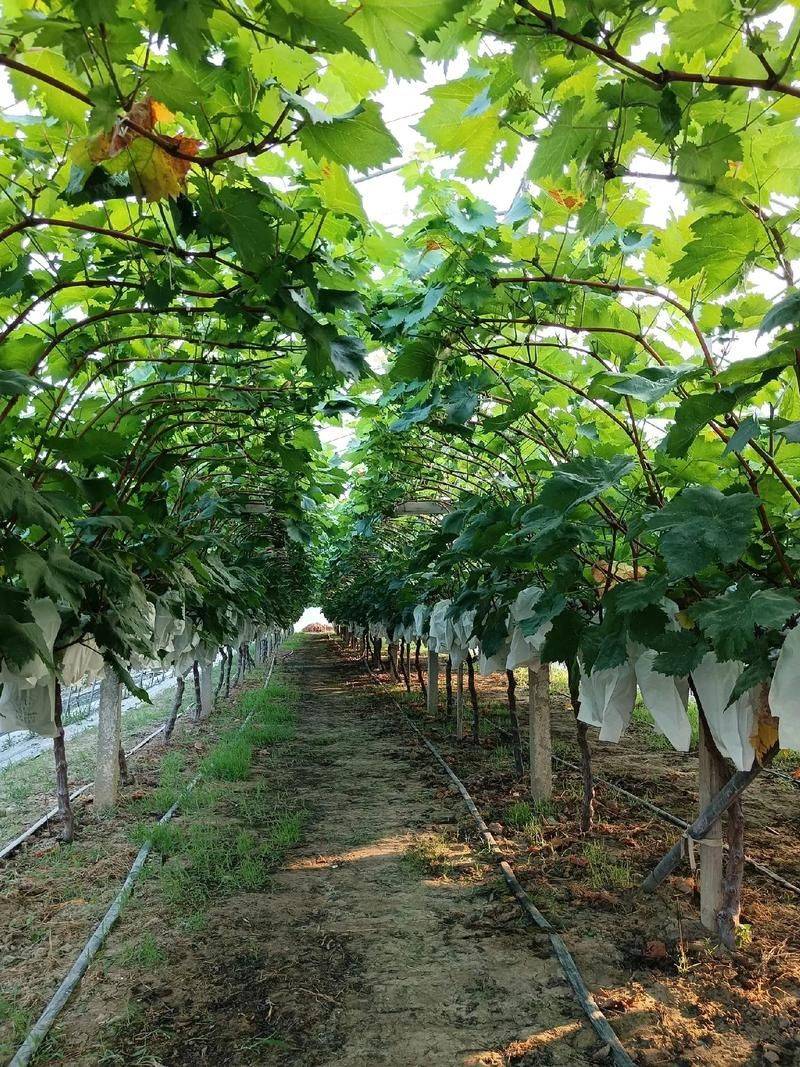 阳台葡萄树的种植方法