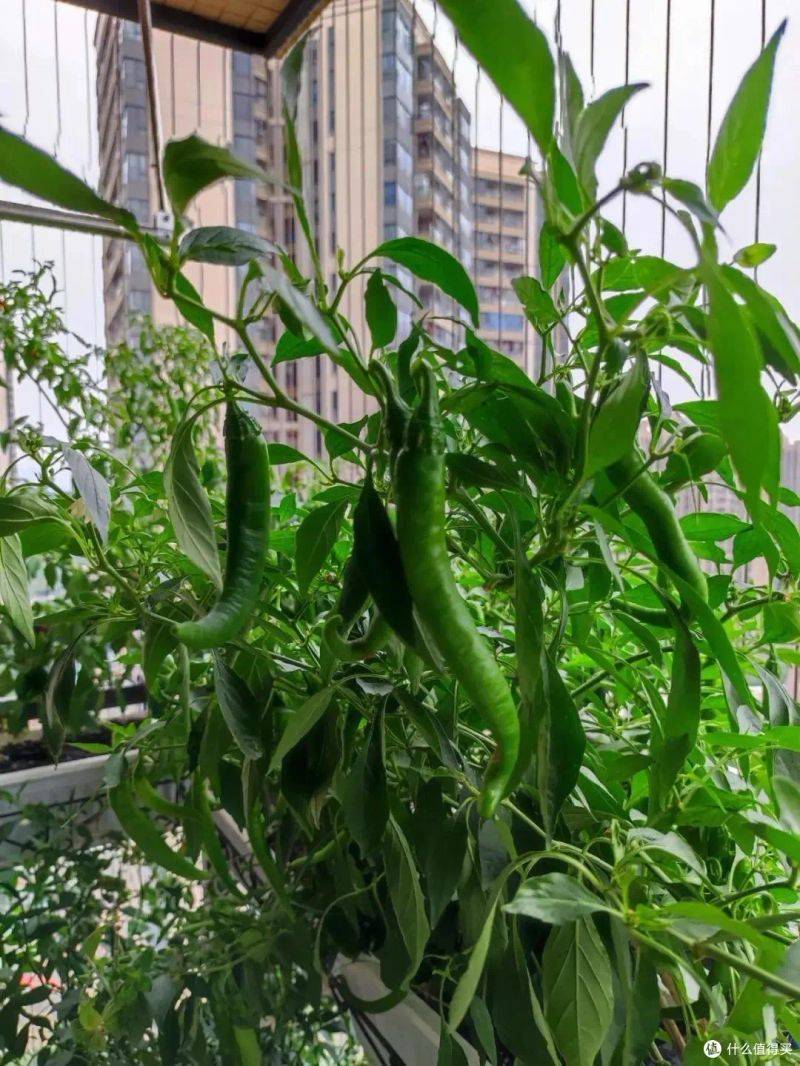 盆栽韭菜种植方法如下