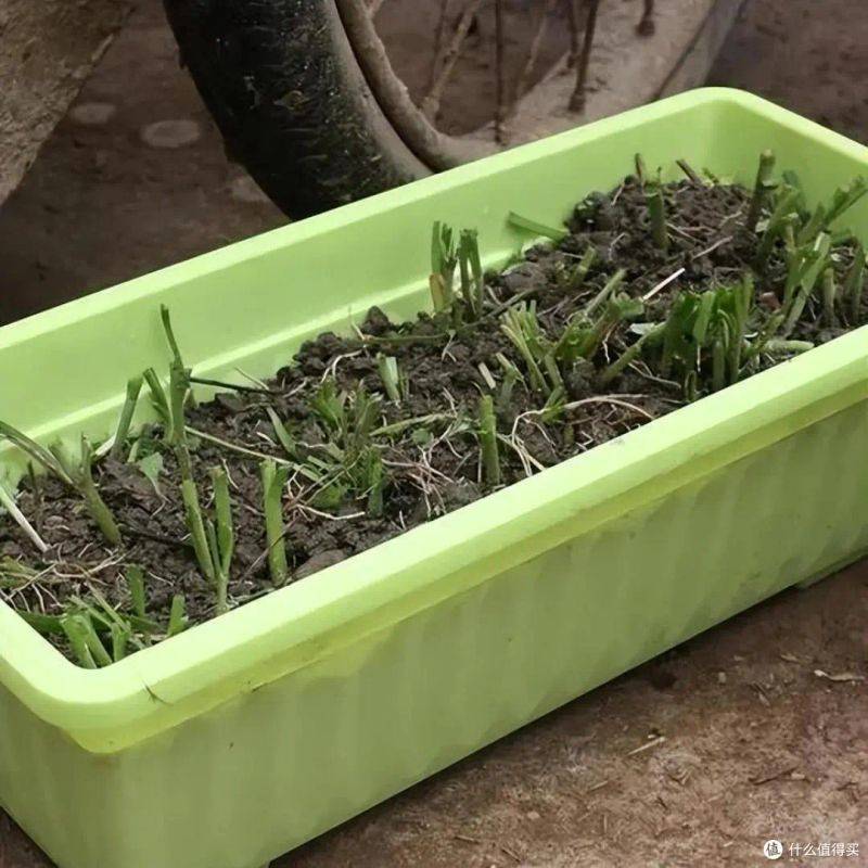 盆栽韭菜种植方法如下