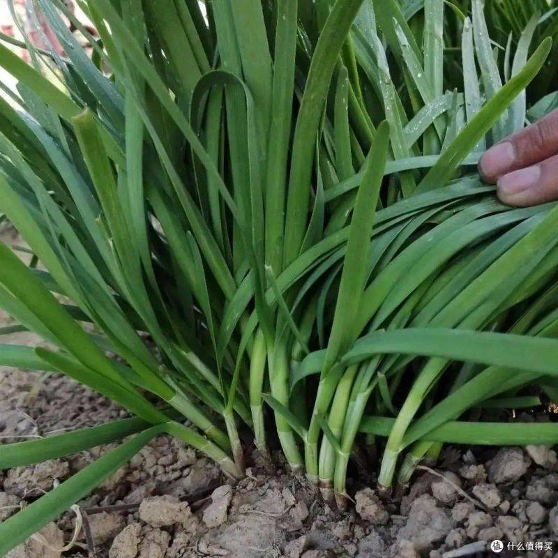 盆栽韭菜种植方法如下