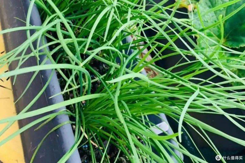 盆栽韭菜种植方法如下