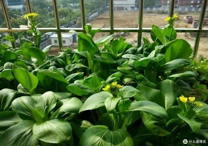 盆栽韭菜种植方法如下