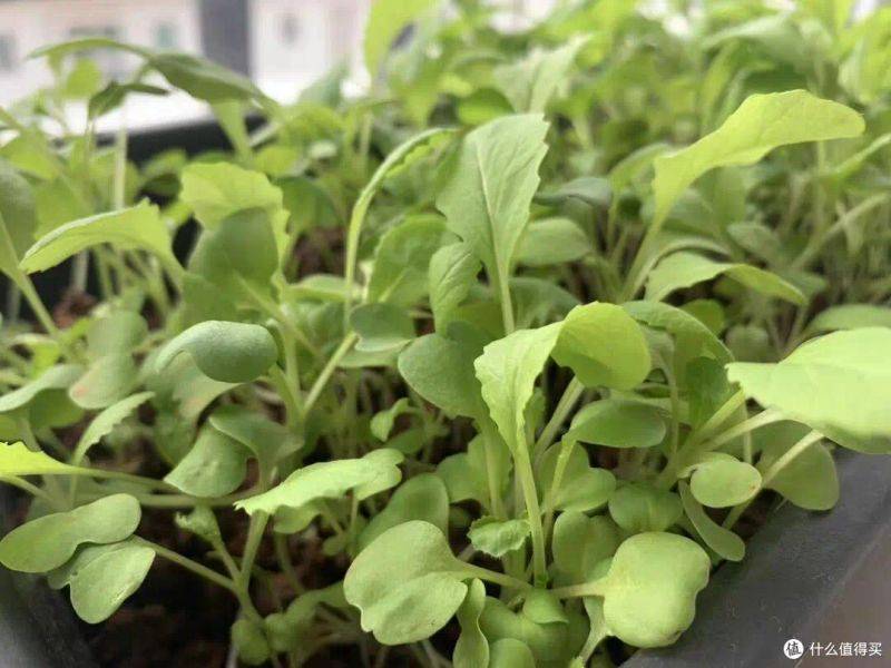 盆栽韭菜种植方法如下