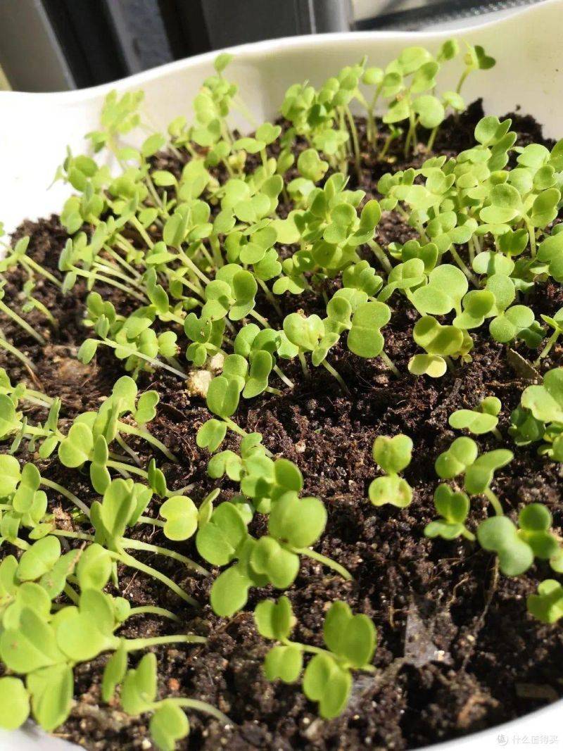 盆栽韭菜种植方法如下