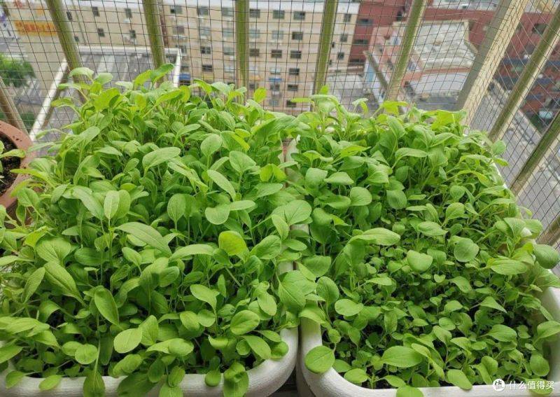 盆栽韭菜种植方法如下