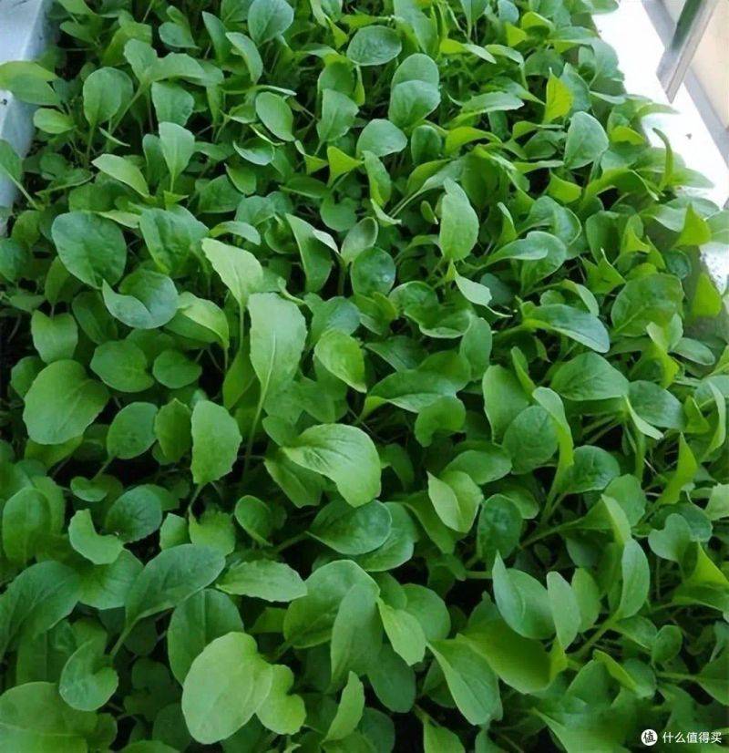 盆栽韭菜种植方法如下