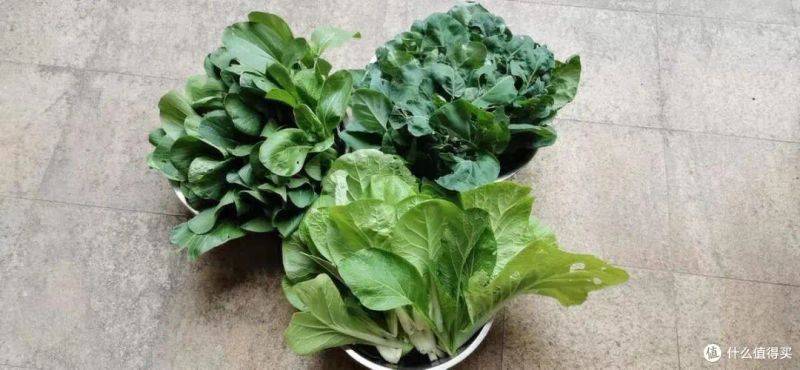 盆栽韭菜种植方法如下