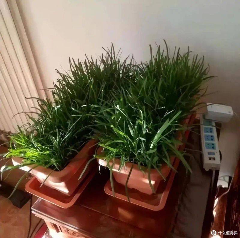 盆栽韭菜种植方法如下