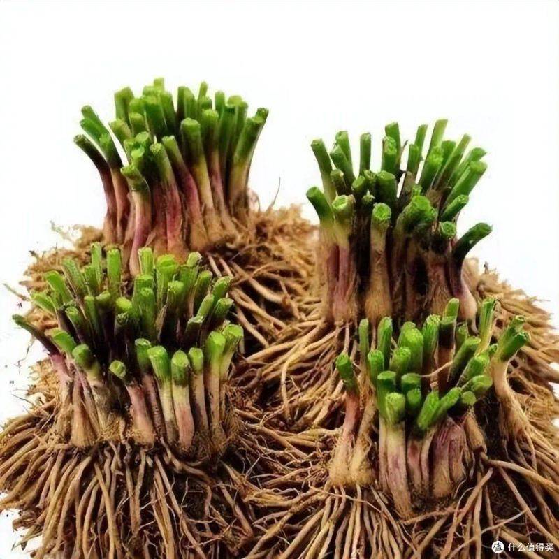 盆栽韭菜种植方法如下