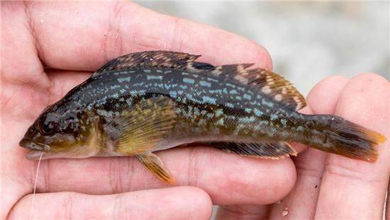 石斑鱼多少钱一斤