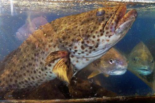 石斑鱼多少钱一斤